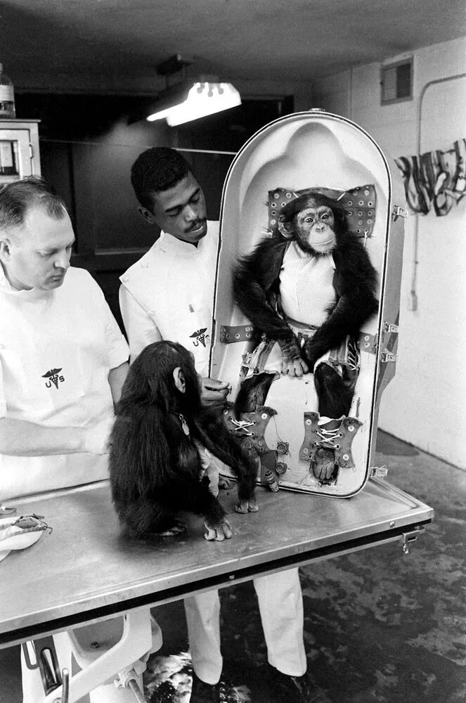 Первая обезьяна полетевшая в космос. Обезьяны Эйбл и Мисс Бейкер в космосе. Шимпанзе Хэм космонавт. Шимпанзе Энос космонавт.
