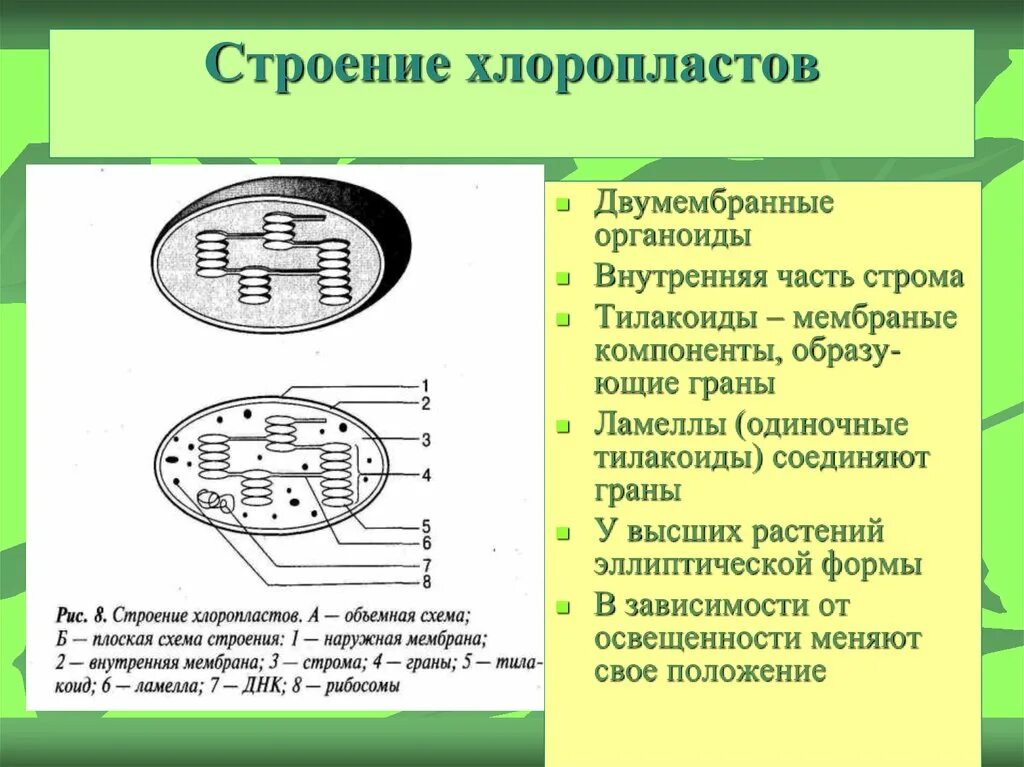 Строение органоида хлоропласта. Строение хлоропласта строматилакоиды. Строение хлоропласта Ламелла. Хлоропласты Строма тилакоиды граны. Внутренняя мембрана тилакоида хлоропласта.