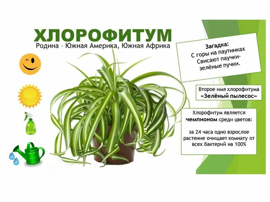 Растения допущенные к использованию. Сырье лекарственных растений. Лекарственное растительное сырьё. Классификация лечебных трав. Растения допущенные к использованию.