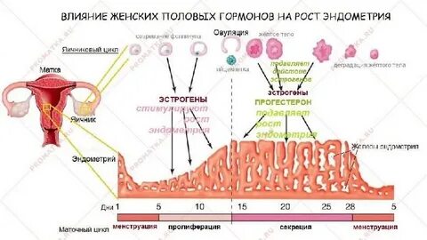 Гормоны матки