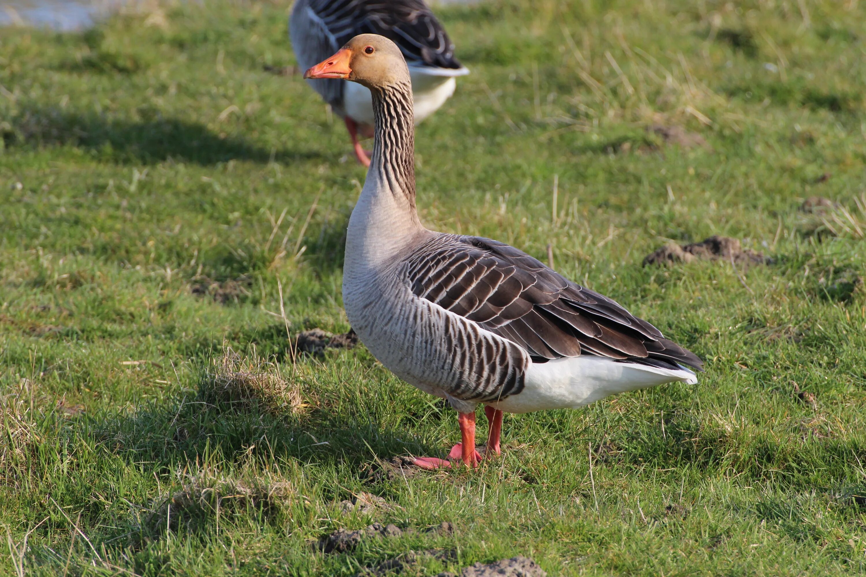Дикие гуси птицы. Дикие гуси перелетные птицы породы. Канадский гусь казарка. Дикие гуси. Дикие утки и гуси перелетные птицы.