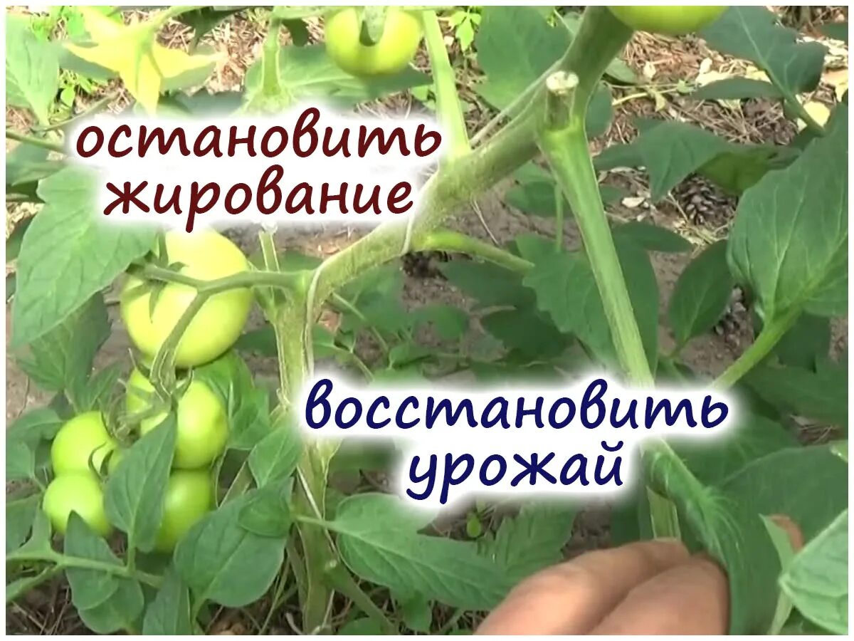 Жирование томатов в теплице что. Жирование томатов в теплице. томаты этапы развития. налив плодов томата. томаты жируют в теплице чем подкормить.