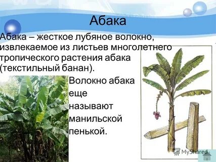 Манильская пенька 5 букв сканворд