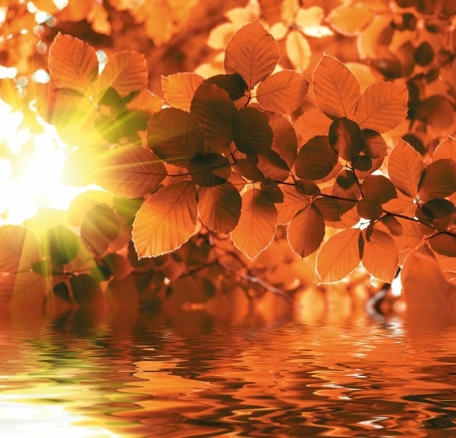 Осень солнце добрый день. Замечательной и солнечной осени. Чудесного солнечного осеннего дня. Отличного настроения природа осень.