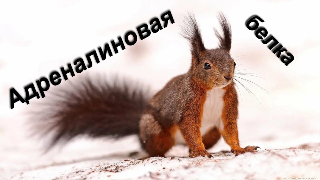 Белка бегает со скоростью 110 м. Белки бегут. Белка с энергетиком. Белка прыгает. Белка бежит по снегу.