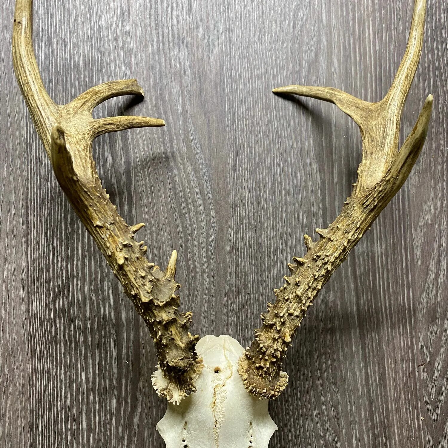 бухарский мархур. медальон для рогов косули. рога лося 12 отростков. мархур винторогий козел. дэниел рэдклифф рога.