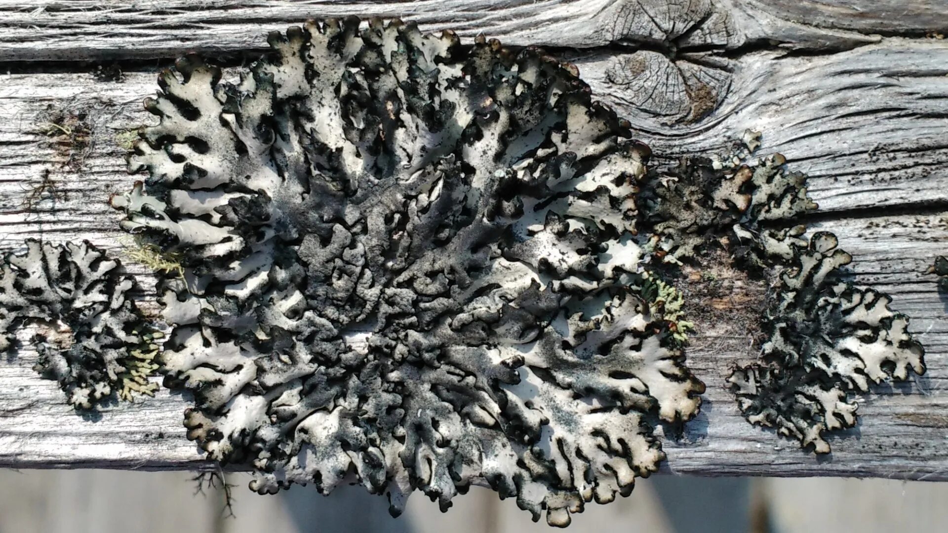 Peltigera polydactylon. Пармелия пупковидная. Специалисты по лишайникам. Лишайники roccellaceae. Пармелия исландский мох.
