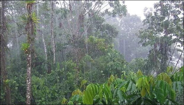 Субэкваториальные леса Южной Америки. Влажные тропические леса Южной Америки. Сезонно влажные тропические леса климат. Экваториальный тропический пояс. Переменно влажные леса температура