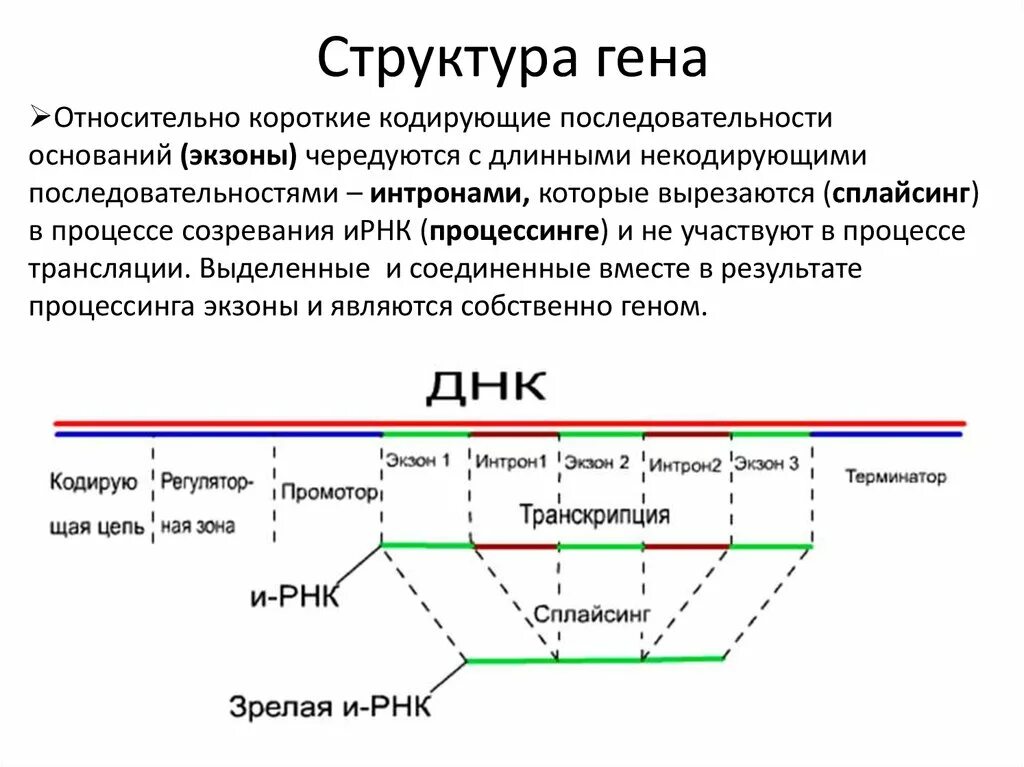 Участки структурного гена. Структура эукариотического Гена. Строение Гена Интрон Экзон. Структура Гена эукариот. Схема строения генов эукариот.