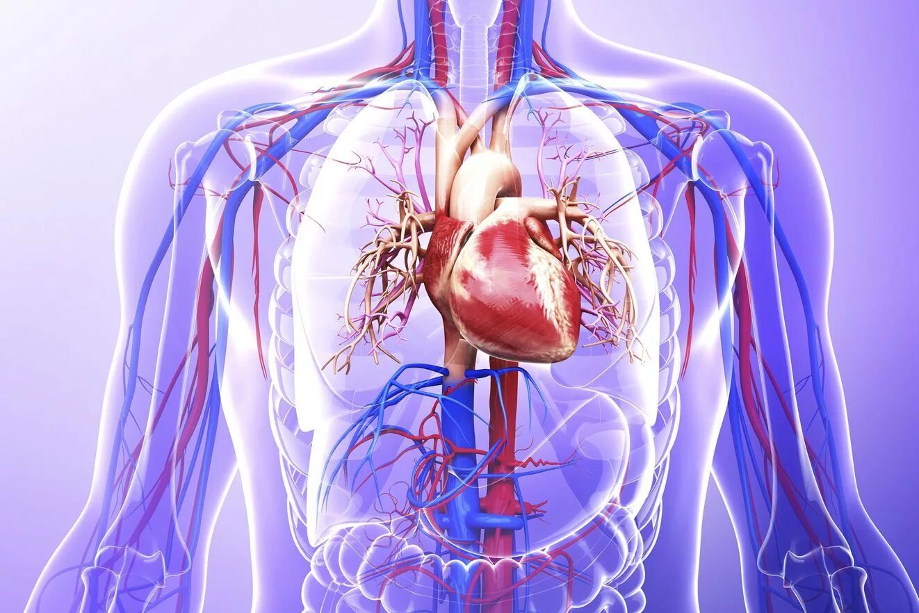 Cardiovascular system. Сердечно сосудистая система. Сердечносоудистая система. Сосуды сердца. Сердечно сосудистая система сердце.