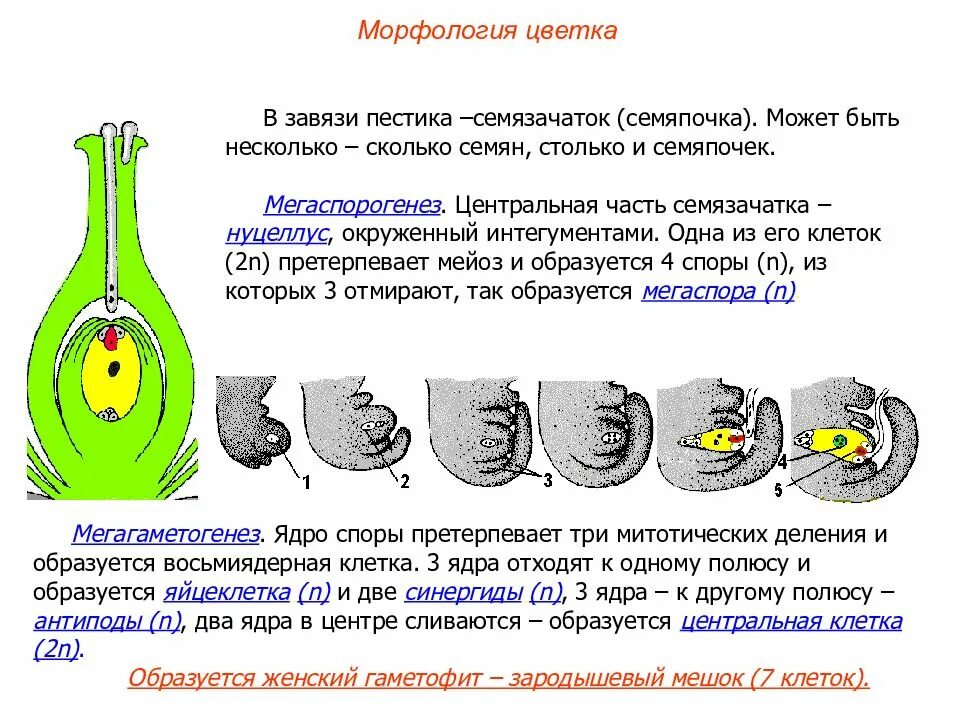 Схема развития зародышевого мешка. Строение цветка зародышевый мешок. Завязь пестика зародышевый мешок. Интегумент семязачатка набор хромосом. Что развивается внутри семязачатка зародышевый мешок