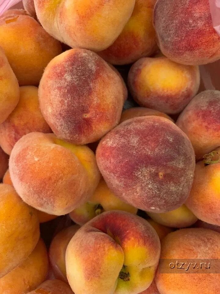 Персик слива абрикос как называется. Нектарин персик абрикос ги. Смесь персик нектарин абрикос. Нектарин это гибрид персика и. Нектарин это гибрид.