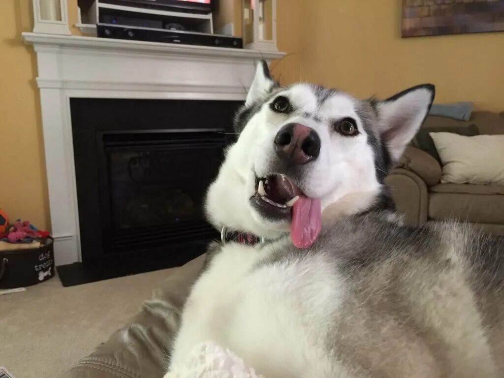 Прикольные хаски. Смешная лайка. Веселые хаски. Хаски. Дурная хаски.