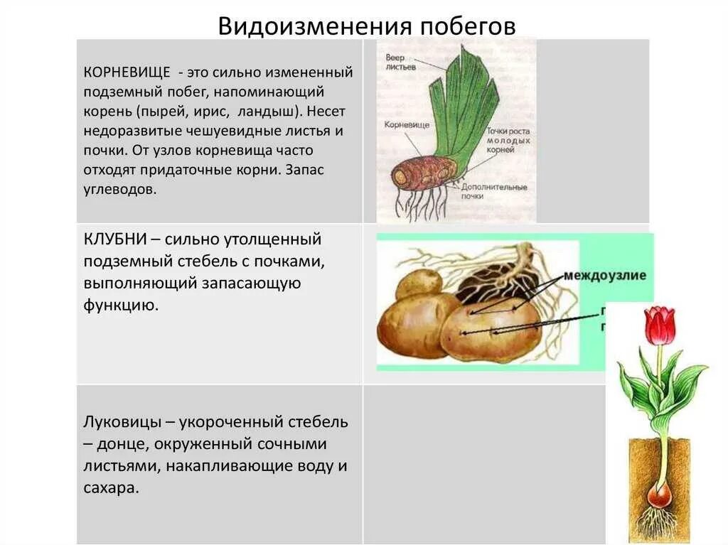 Корневище является видоизменением