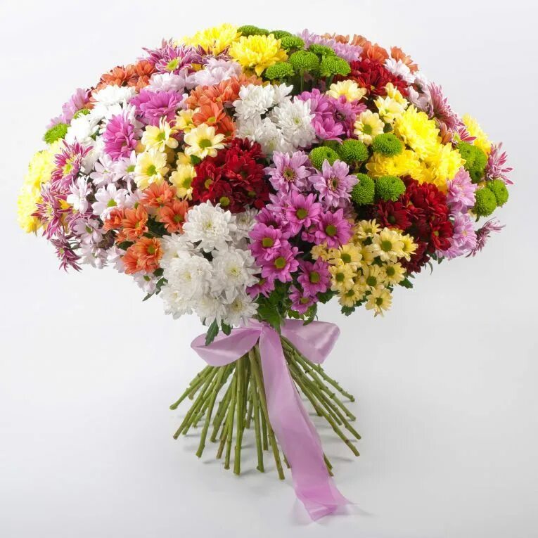 Букет из 51 хризантемы. Хризантема крупноцветковая брайтон. Букетище хризантем. Монобукет - хризантема. Хризантемы сорта вероника.