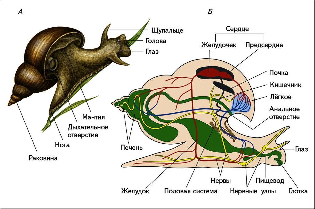Брюхоногие моллюски дыхательная система. Дыхательная система брюхоногих моллюсков. Половая система типа моллюсков. Тип моллюски половая система. Сердце улитки