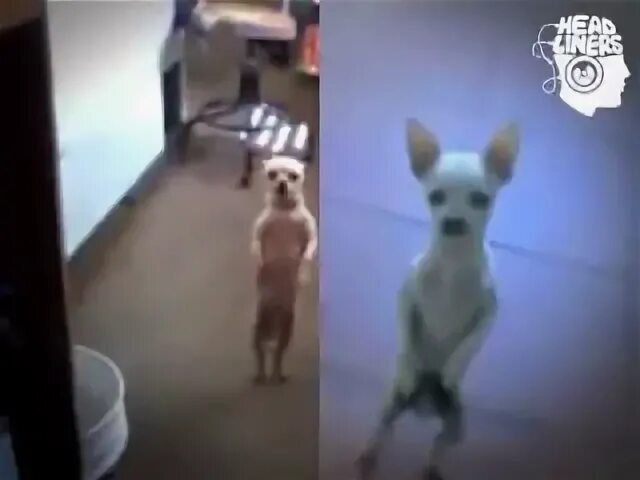Собака танцует под песню
