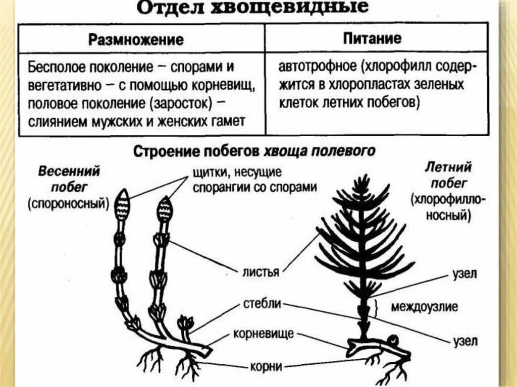 Отдел хвощевидные общая характеристика. Хвощ полевой схема строения. Общая характеристика и строение хвощей. Морфологическое строение хвоща. Размножение хвощей схема.