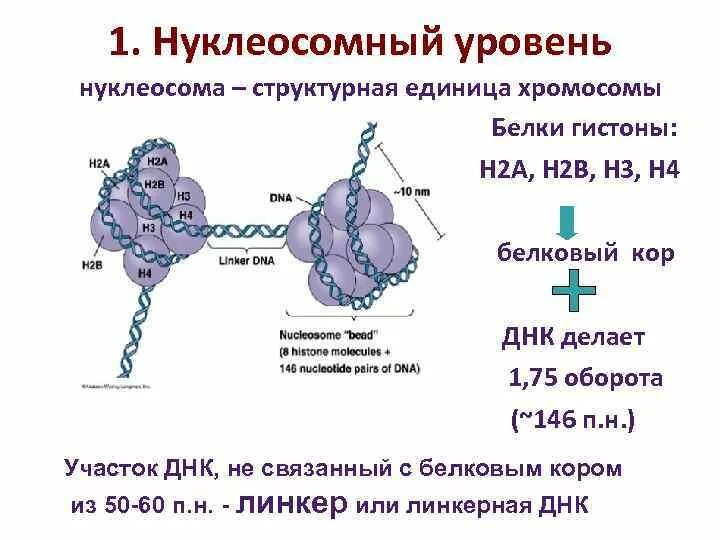 Связана с белками гистонами. Нуклеосомное строение хромосомы. ДНК И белки гистоны. Нуклеосомная структура ДНК. Нуклеосомная нить строение.