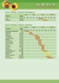 Сроки сбора плодов