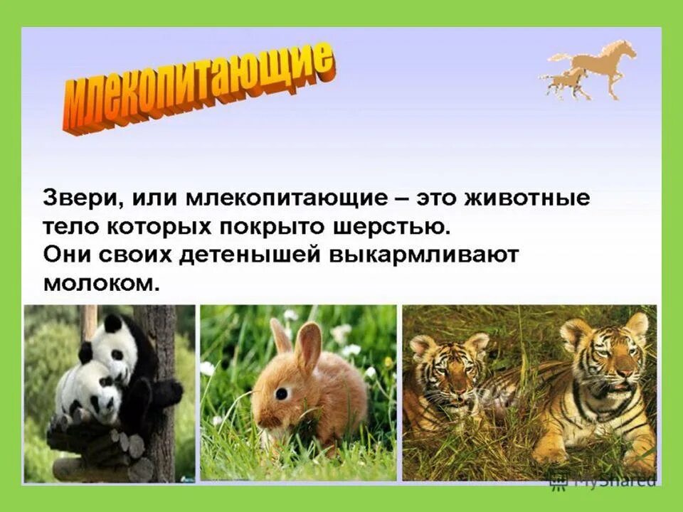Звери млекопитающие 2 класс окружающий мир. Млекопитающие звери. класс животных млекопитающие. разнообразие животных презентация. охраняемые млекопитающие.