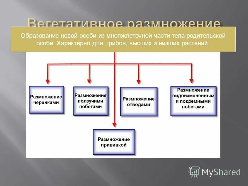 воспроизведение новых особей