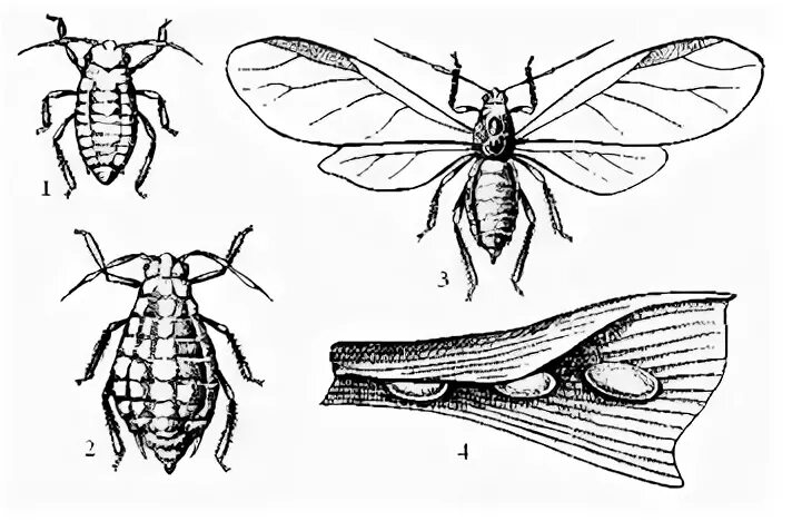 Тля садовая тип развития. Строение тли обыкновенной. Размножение равнокрылых. Равнокрылые цикл развития. Внутреннее строение тли.
