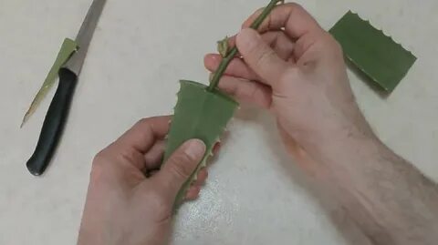 Черенок из букета