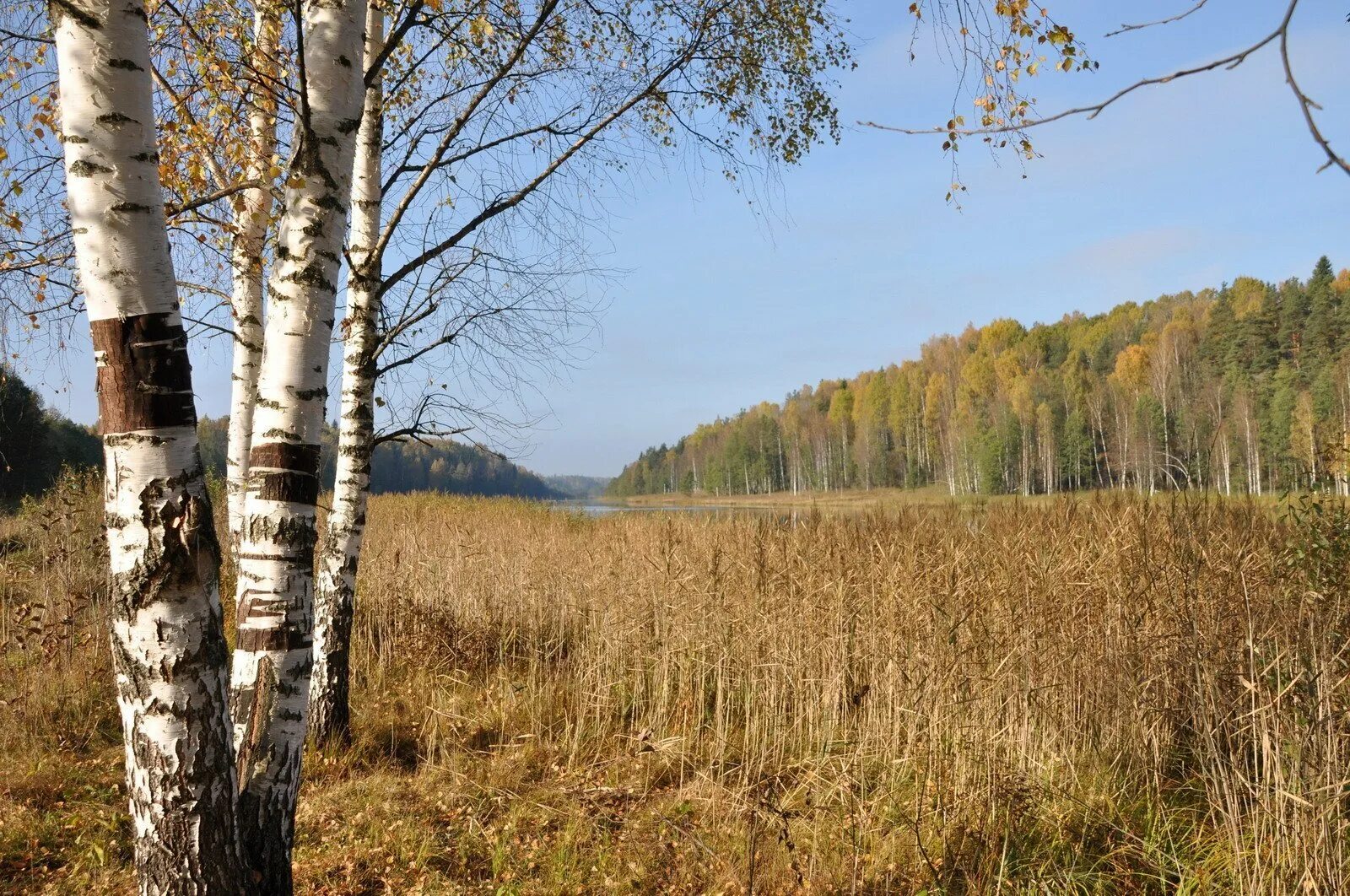 Загорянка Березовая роща. Березово осиновый. Береза. Дуб и береза. Дуб и березка