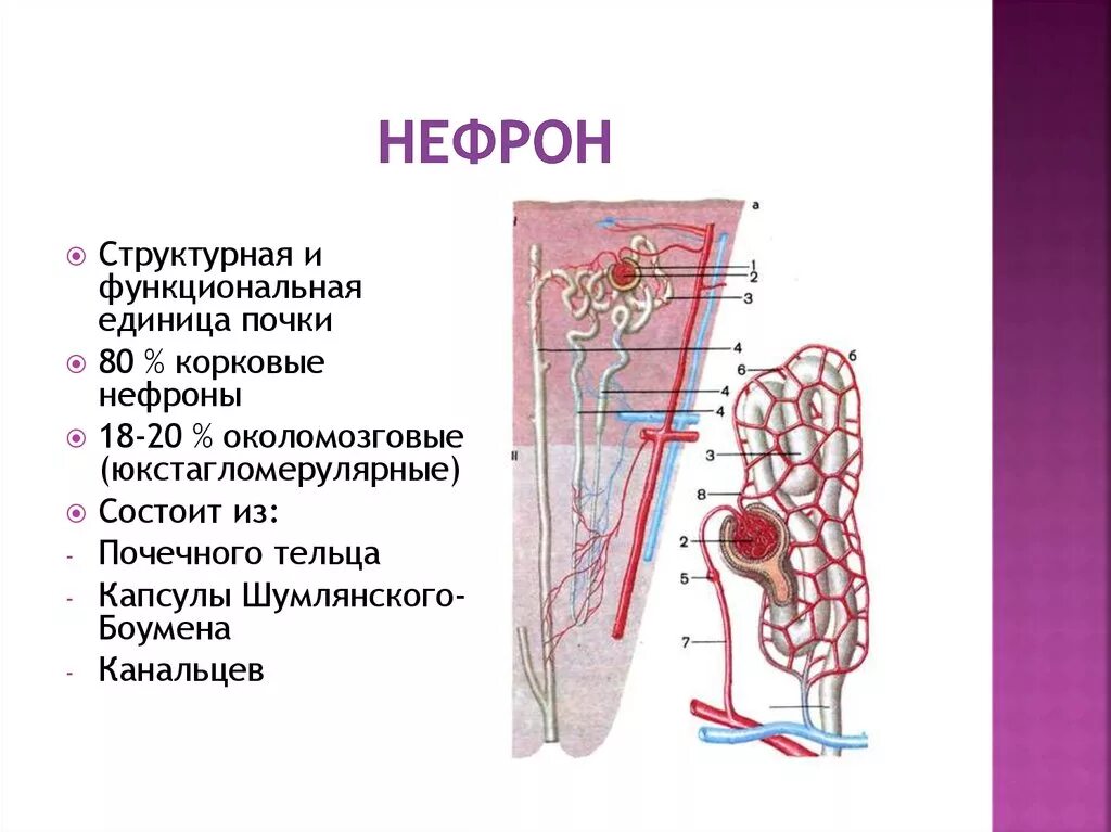 Схема строения структурно функциональной единицы почки. Строение нефрона почки. Нефрон функциональная единица почки. Строение основной структурно-функциональной единицы почек-нефрона.. Структурная функциональная единица почки называется