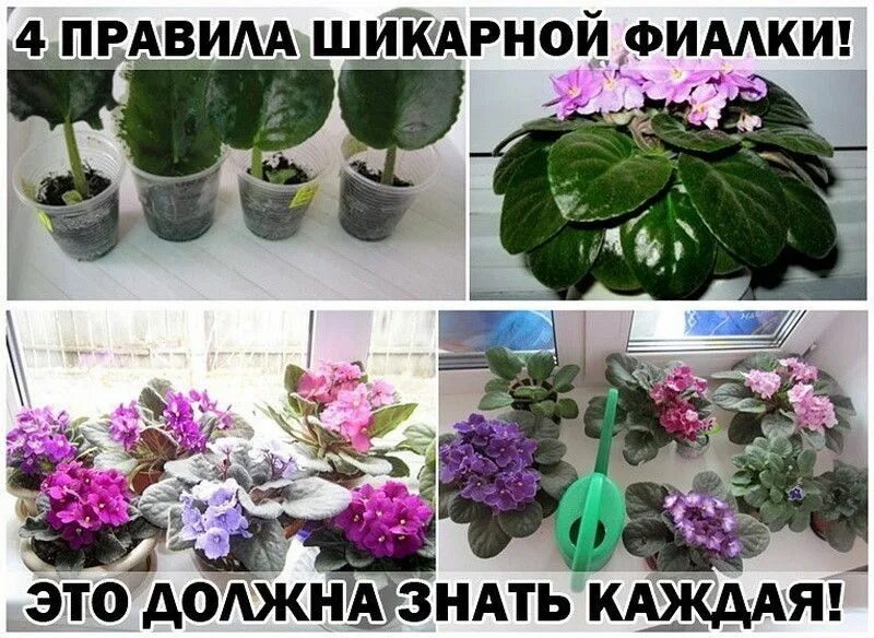 Что сделать чтобы фиалка зацвела. Комнатные растения фиалка. фиалка пестролистная розовая. фиалка домашняя. фиалки комнатные фото.