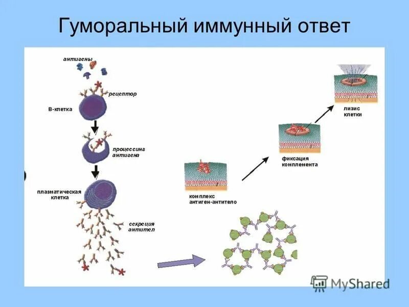 Аллергия как проявление иммунодефицита проект. Типы аллергических реакций иммунология. основные отличия иммунных и аллергических реакций. иммунная и аллергическая реакция сходства и различия. аллергия иммунологические аспекты.