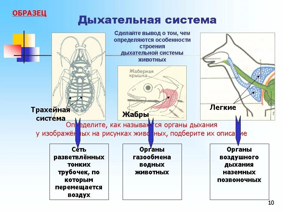 Особенности дыхания зверей