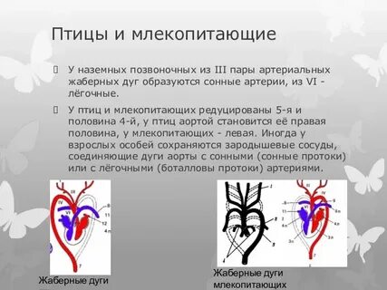 Жаберная артериальная дуга