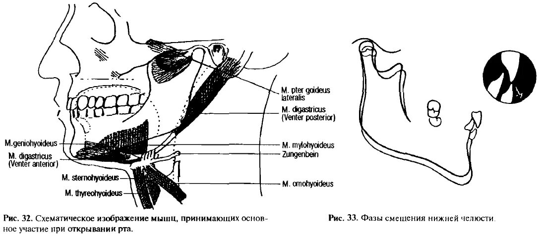 Мышцы артикуляции. Суставной и резцовый пути скольжения. Вертикальные и сагиттальные движения нижней челюсти. Вертикальные движения нижней челюсти.