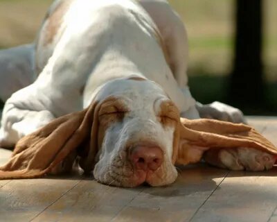 Lying dog