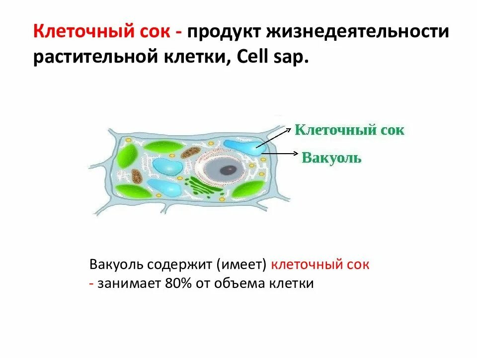 Клеточный сок функции. Жизнедеятельность растительной клетки. Вакуоли с клеточным соком. Клеточный сок растений. Имеет вакуоли с клеточным соком