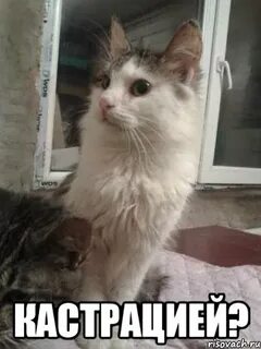 Каста мем