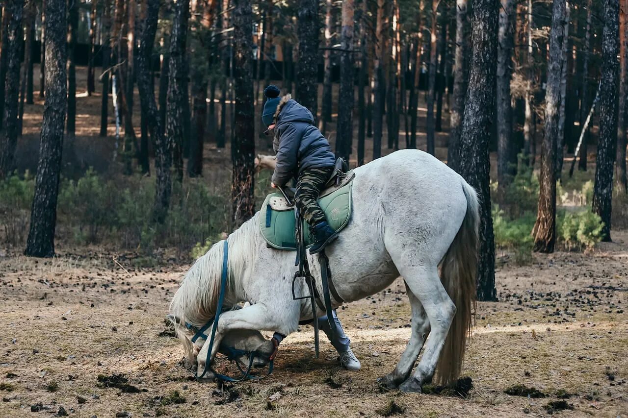 Лошадь на востоке. Лошади тяжеловесы на Дальнем востоке. Человек с лошадью в магазине. Инклюзивный конный театр.