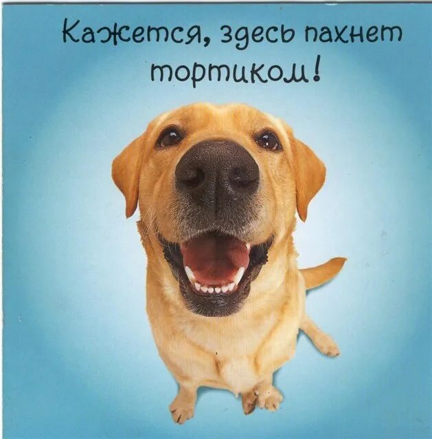 Здесь пахнет. Здесь пахнет. Чую я кочую. Здесь русский дух здесь русью пахнет. Курентзис здесь пахнут ладаном.