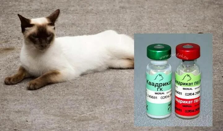 Квадрикат вакцина для кошек. Квадрикет прививка для кошек. Русские вакцины для кошек. Биофел для кошек.