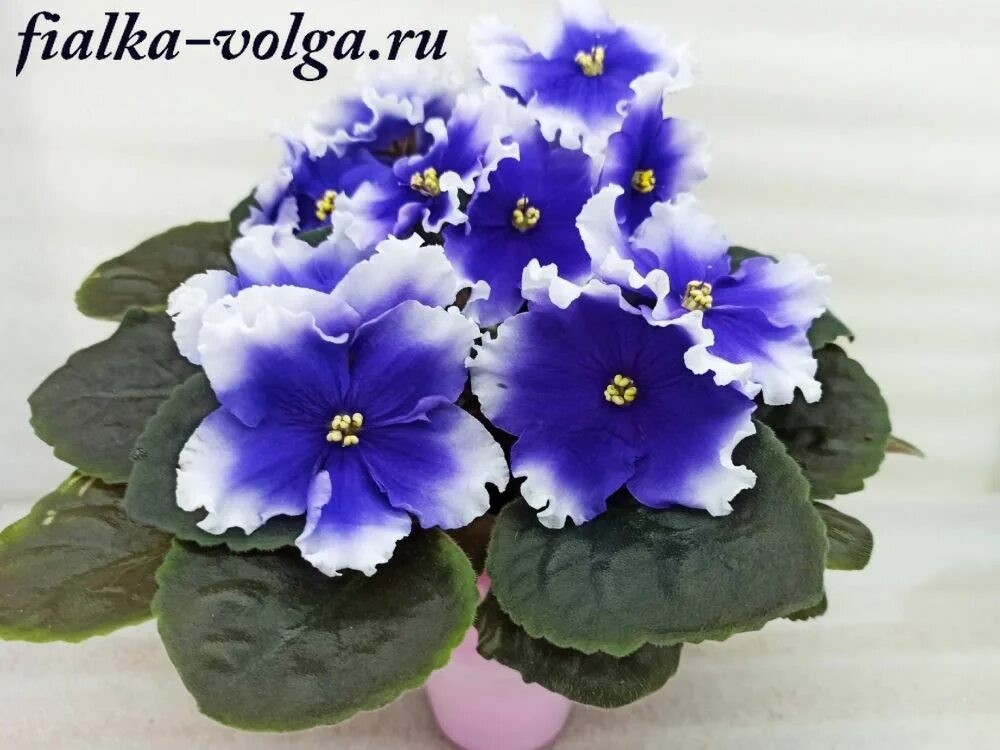 фиалка полярная ночь