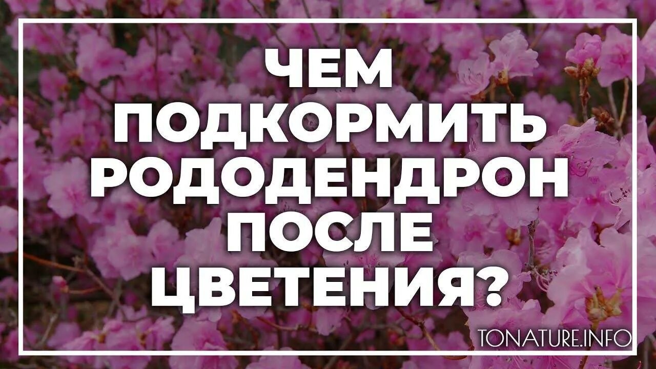 Чем подкормить рододендрон весной. Рододендрон отцвел. Как подкармливать рододендроны. Отцветшие рододендроны как обрезать. Чем подкормить рододендрон после цветения.