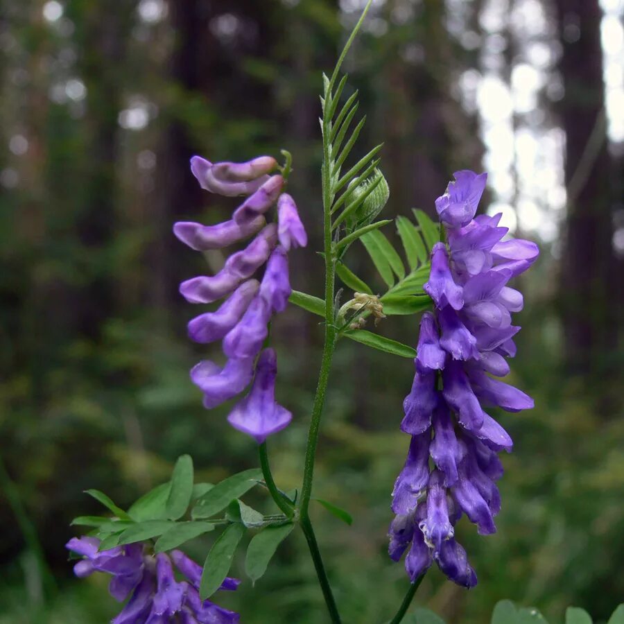 Мышиный горошек. Вязель мышиный горошек. горошек мышиный (vicia cracca). вика мышиный горошек. горошек мышиный (vicia cracca l.).