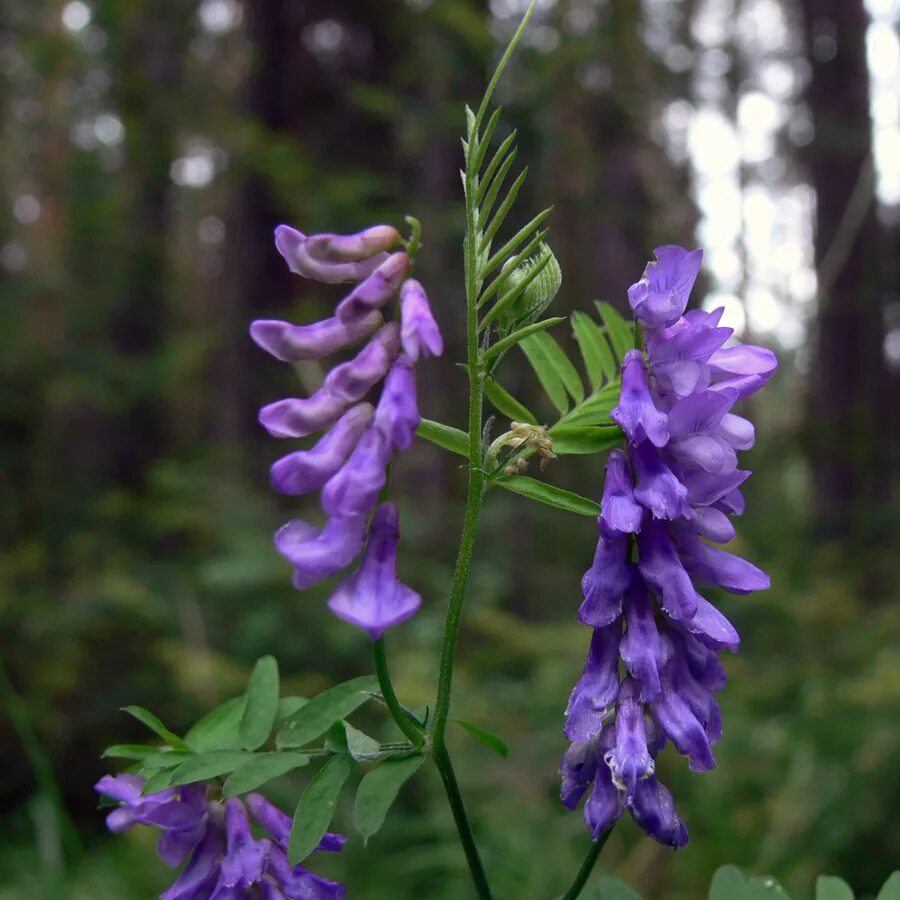 Plant wiki. Вика мышиный горошек. Горошек мышиный (Vicia cracca l.). Люцерна мышиный горошек. Растение Вика мышиный горошек.