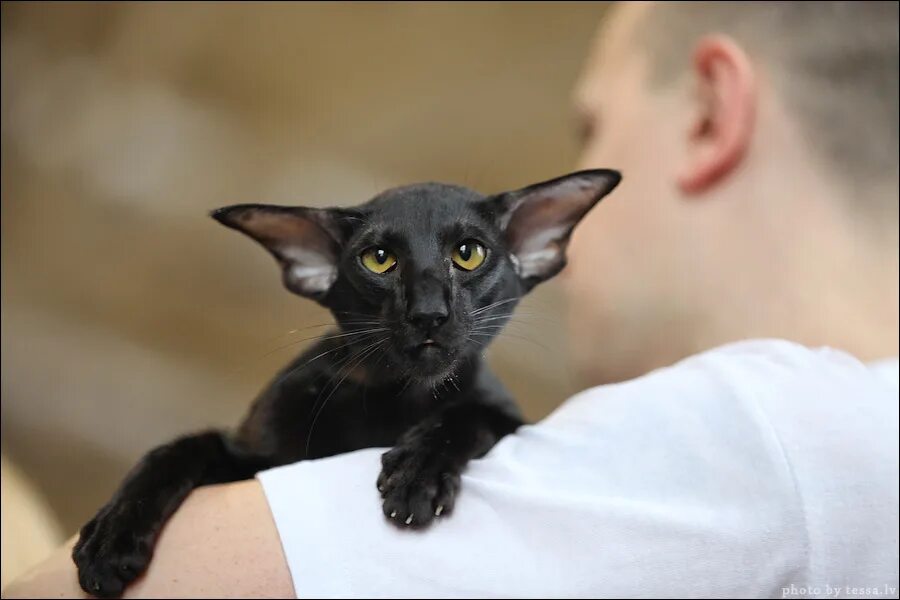 ориентальная кошка черная. кошка похожая на летучую мышь. ориентальная кошка эбони. кот похожий на летучую. кот похожий на летучую.