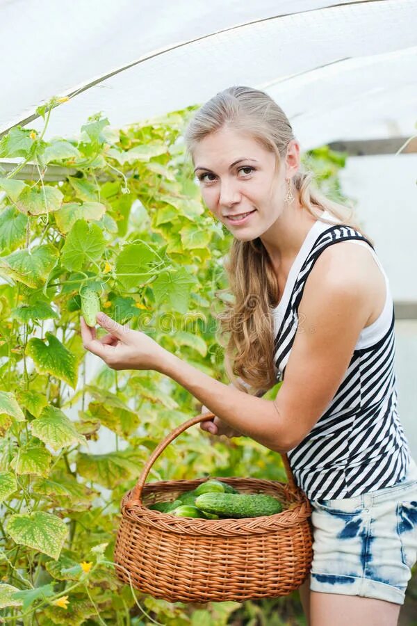 Бочонки огурцов девочка. Огурцы в бочке. Бочонки огурцов девочка. Бочонки огурцов девочка. Малосольные огурчики в бочке.