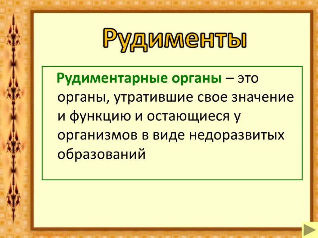 3 примеры рудиментов. Рудименты в организме человека. Рудиментарные органы человека примеры.