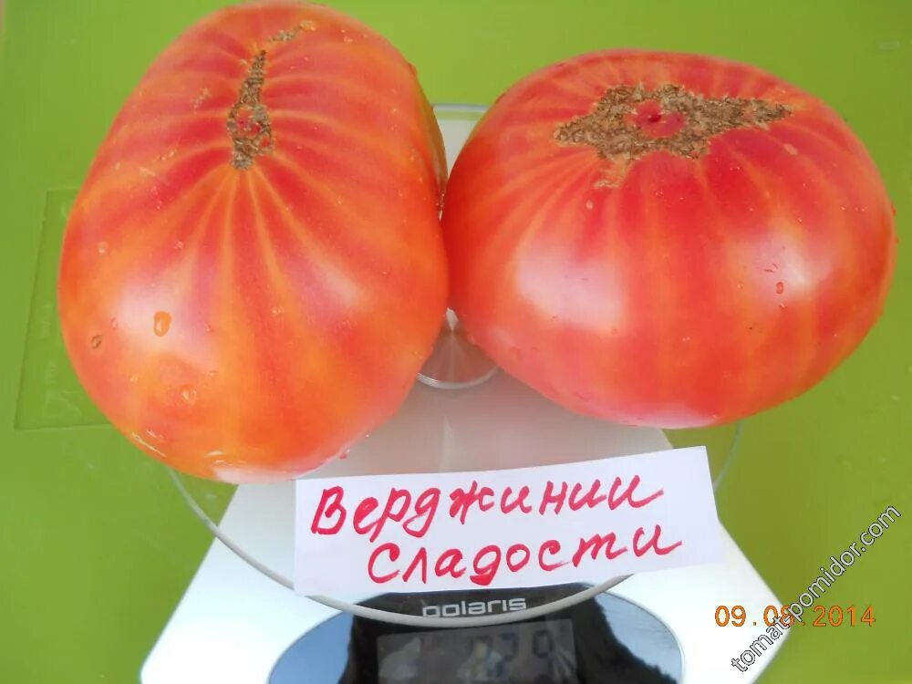 Вирджиния сладости томат вирджиния. Вирджиния сладости томат вирджиния. Помидор конфеты вирджинии сорт. Томат конфеты западной вирджинии. Томат вирджиния сладости семена.