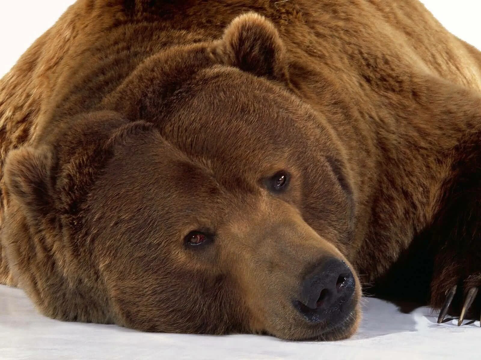 Bear s eye. Гризли североамериканский бурый медведь. Бурый медведь Михайло Потапыч. Тяньшанский бурый медведь. Грустный медведь.